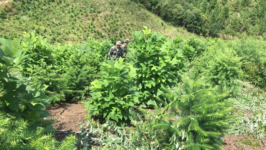 福建金森舉辦首屆“村企合作造林村民開放日”活動(dòng)